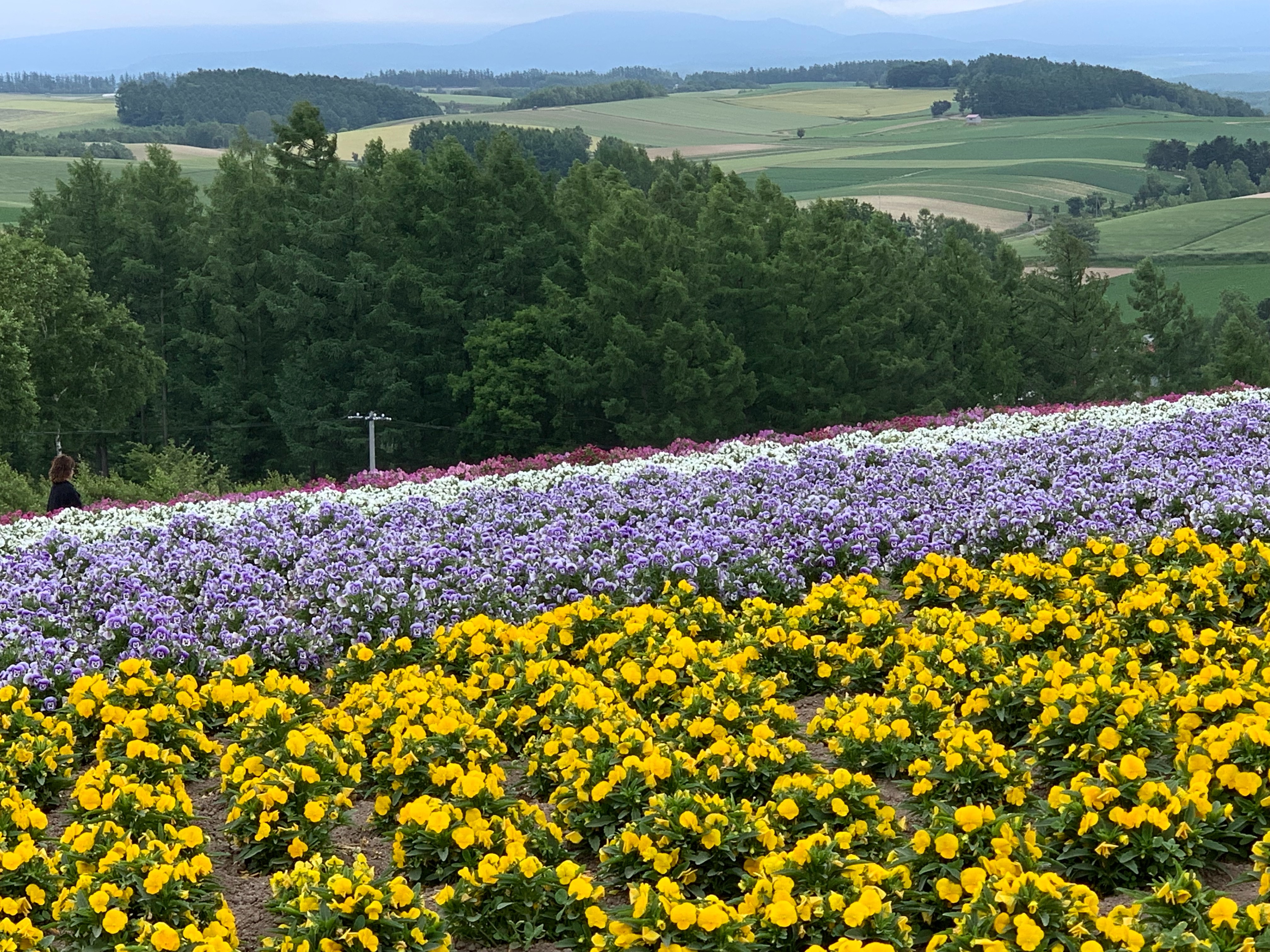 f:id:otasoooooon:20190629135742j:image f:id:otasoooooon:20190629135742j:image