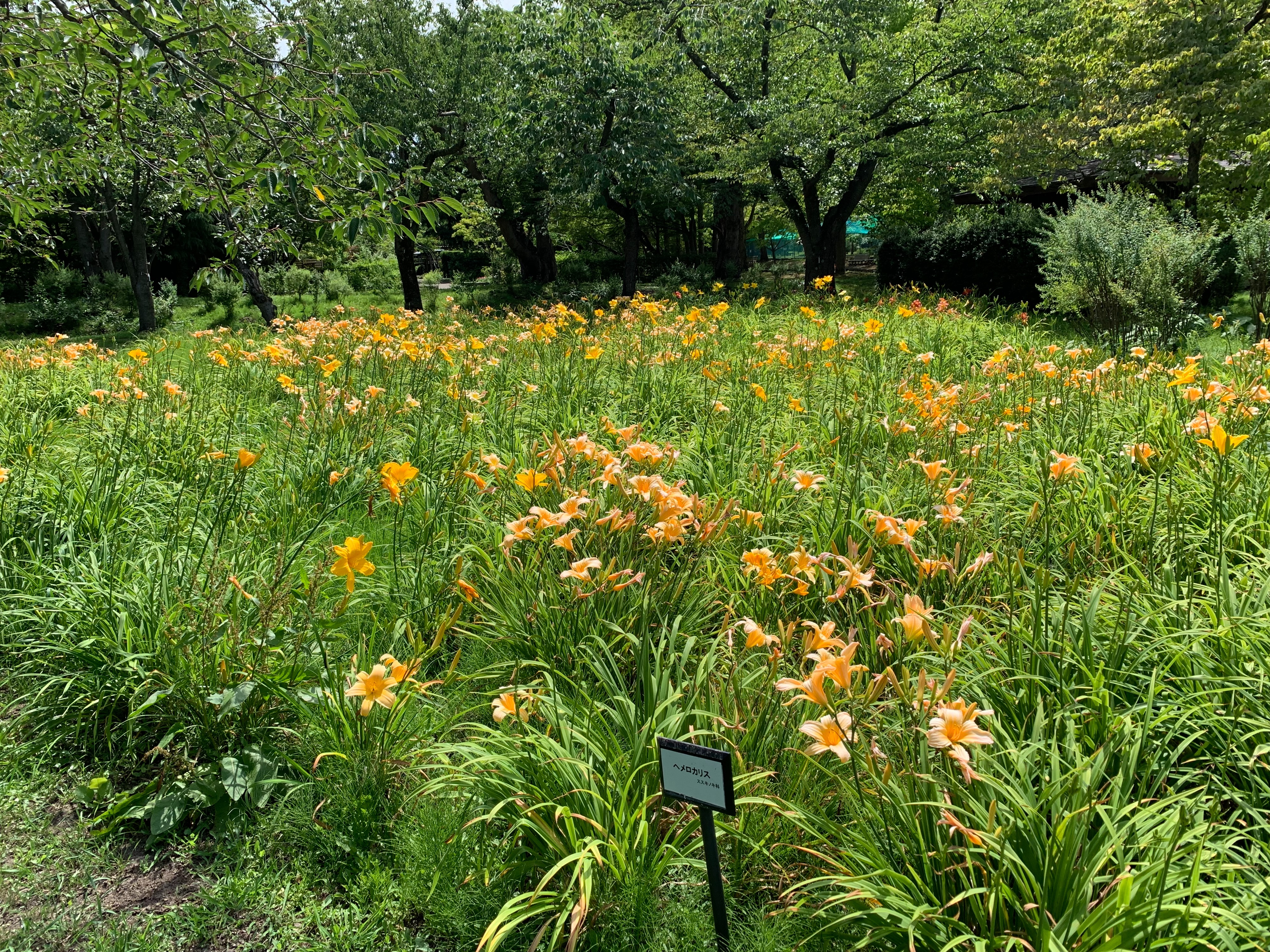 f:id:otasoooooon:20190721211213j:image f:id:otasoooooon:20190721211213j:image