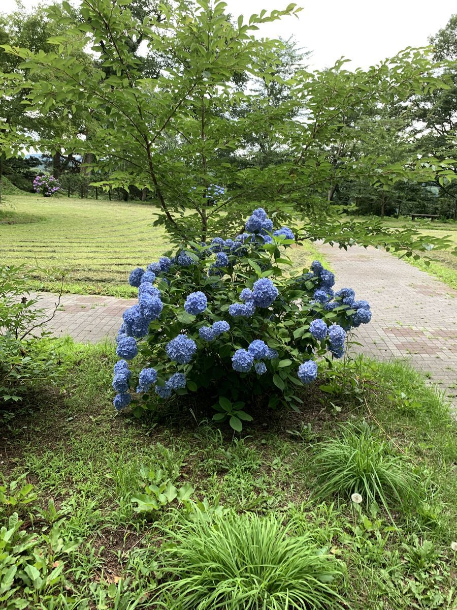 f:id:otasoooooon:20190722214245j:plain f:id:otasoooooon:20190722214245j:plain