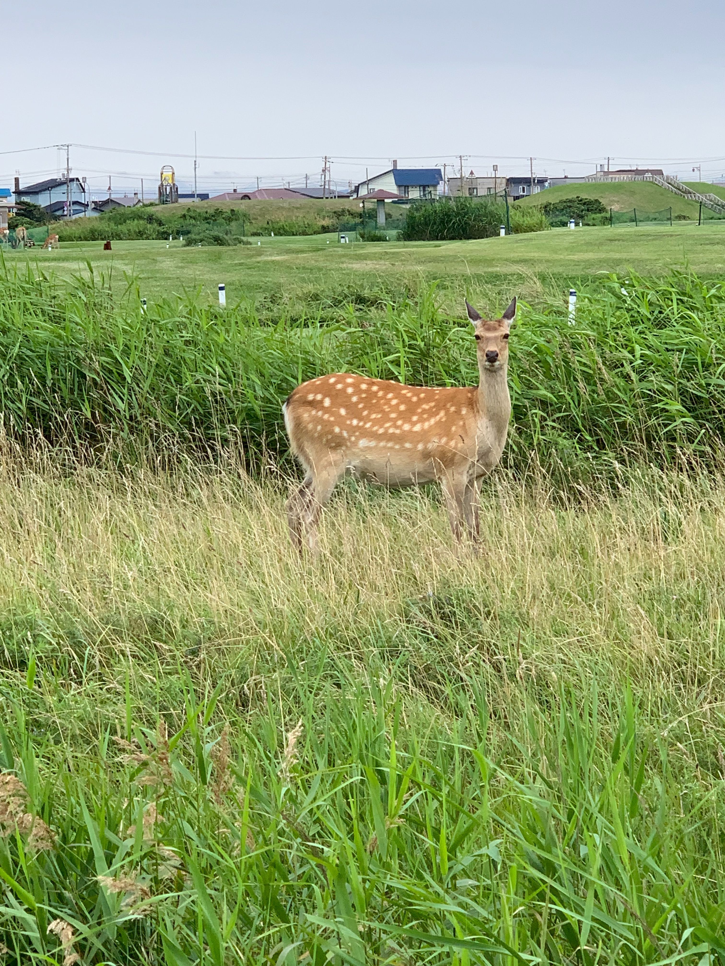 f:id:otasoooooon:20190804195500j:image f:id:otasoooooon:20190804195500j:image