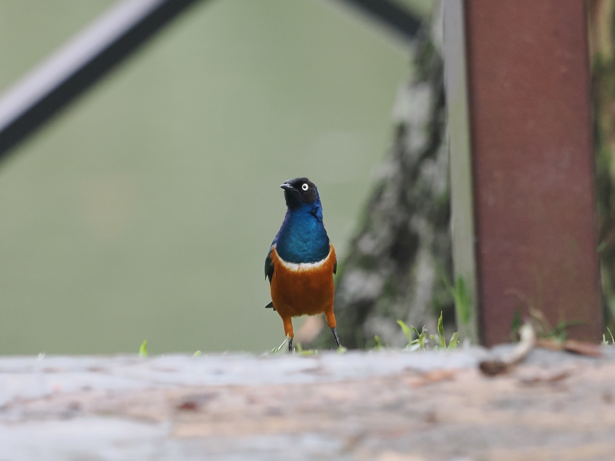 ムネアカゴシキドリ モリアオゲラほか 鳥見っけ