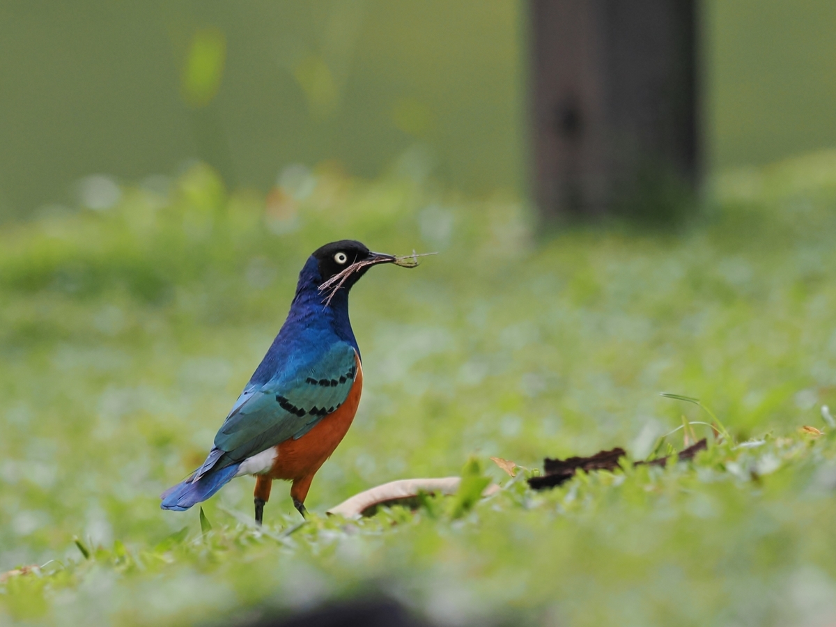 ムネアカゴシキドリ モリアオゲラほか 鳥見っけ