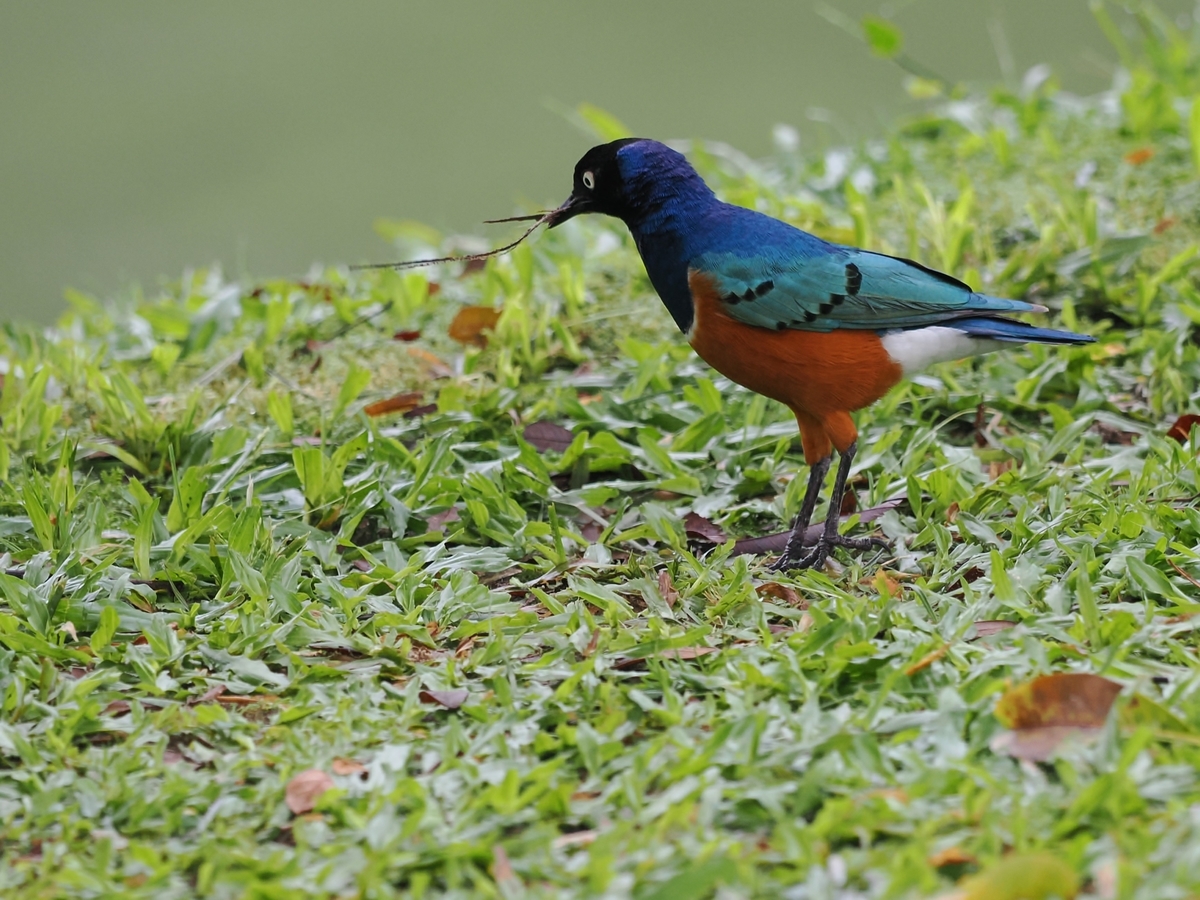 ムネアカゴシキドリ モリアオゲラほか 鳥見っけ