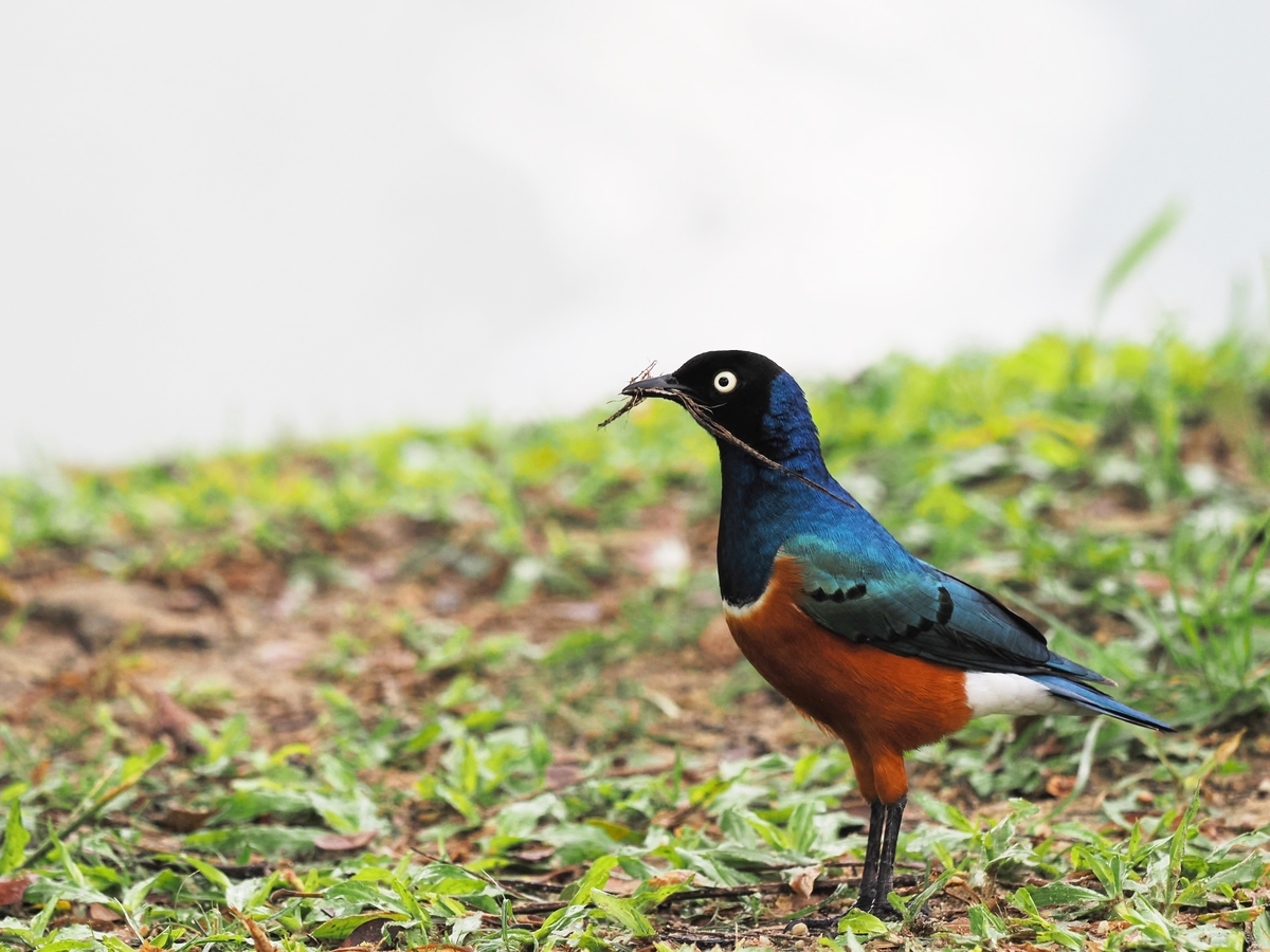 ムネアカゴシキドリ モリアオゲラほか 鳥見っけ