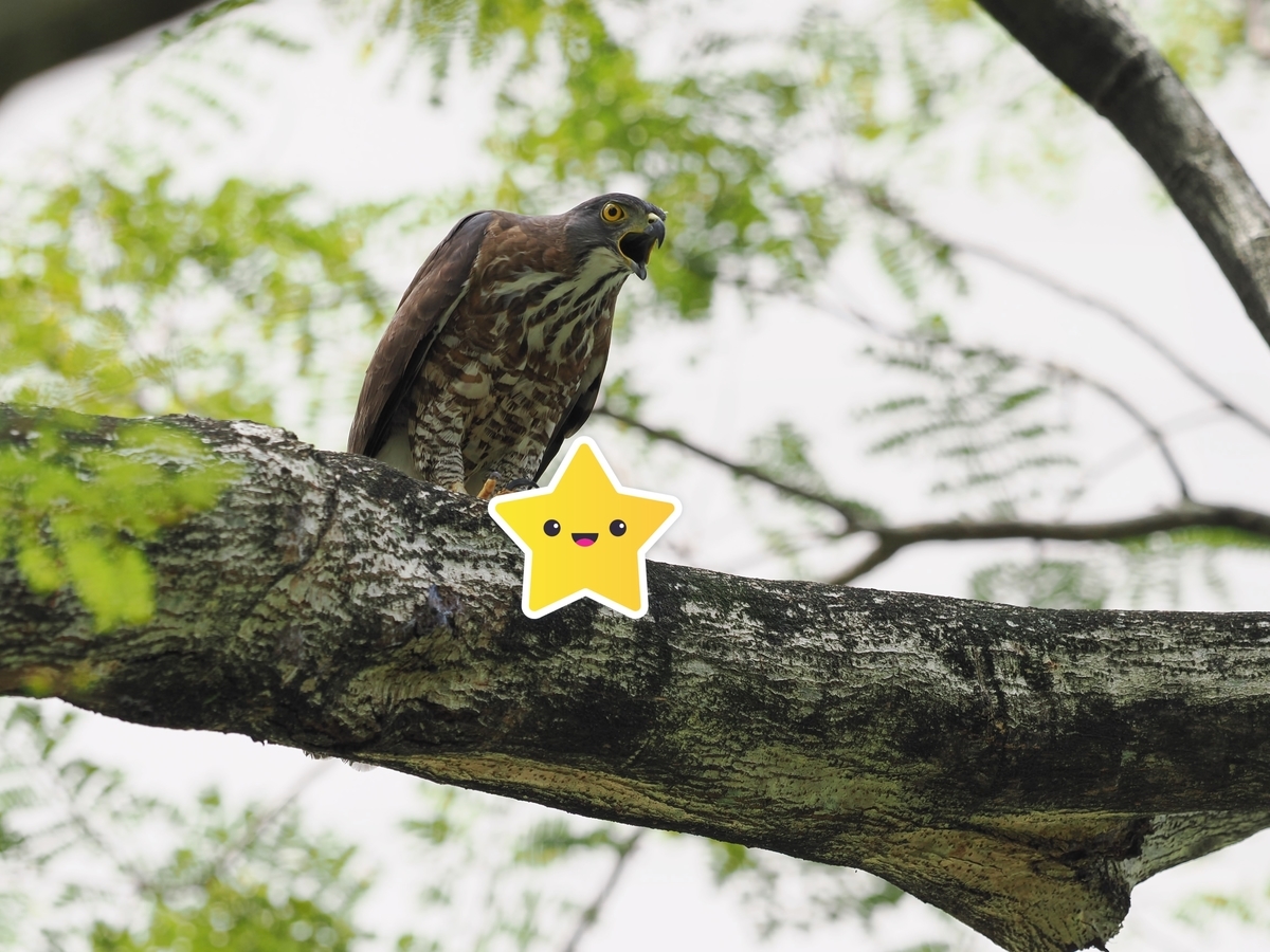 カンムリオオタカの鳴き声 鳥見っけ