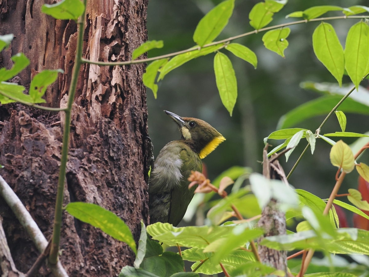 キエリアオゲラ、ヒメアオゲラほか - 鳥見っけ♪