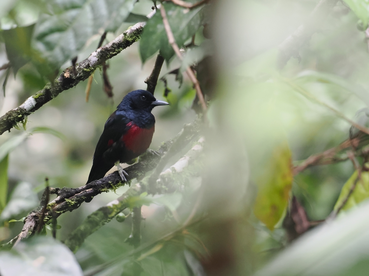 キエリアオゲラ、ヒメアオゲラほか - 鳥見っけ♪