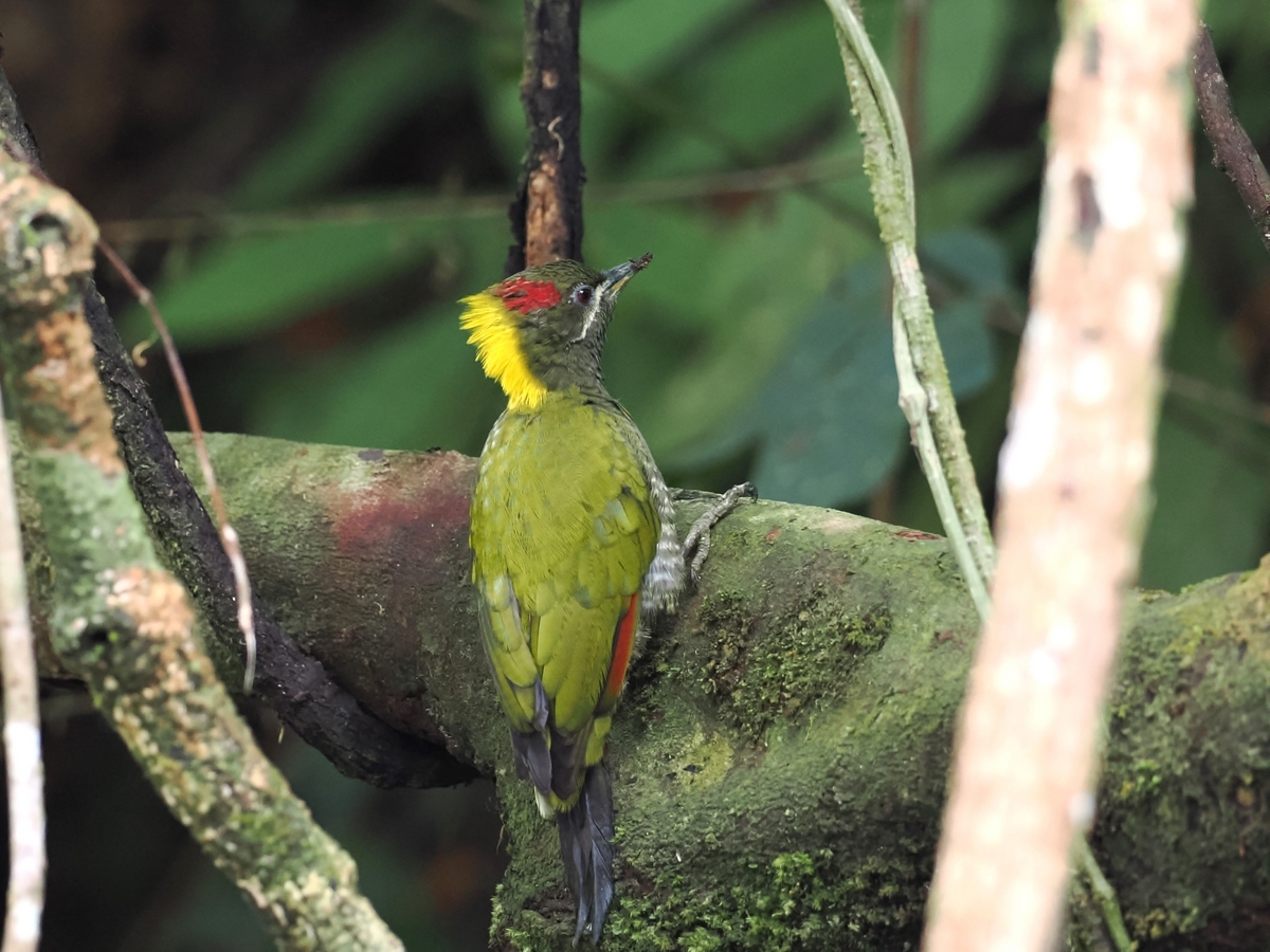 キエリアオゲラ、ヒメアオゲラほか - 鳥見っけ♪
