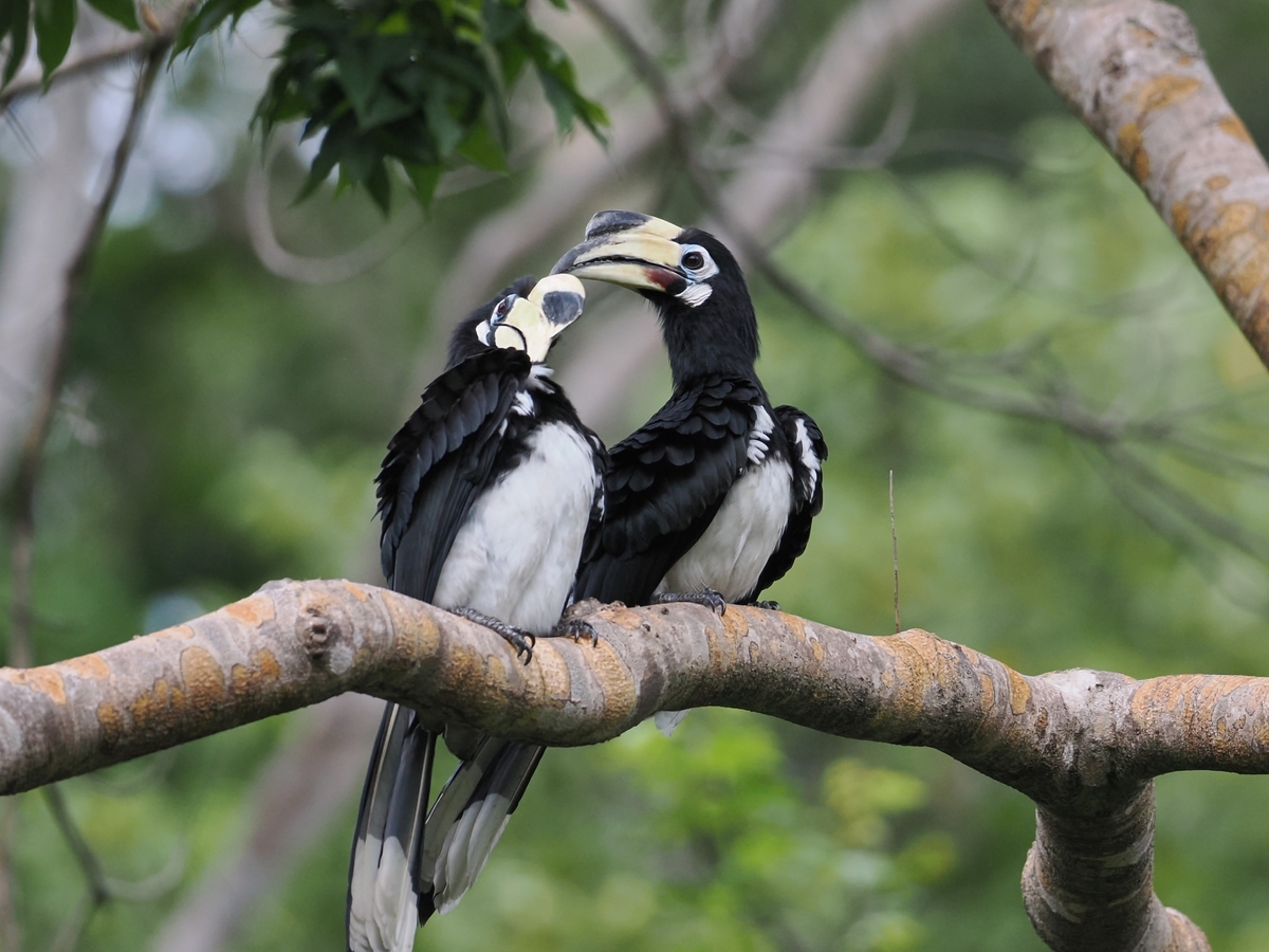 仲良しキタカササギサイチョウ - 鳥見っけ♪