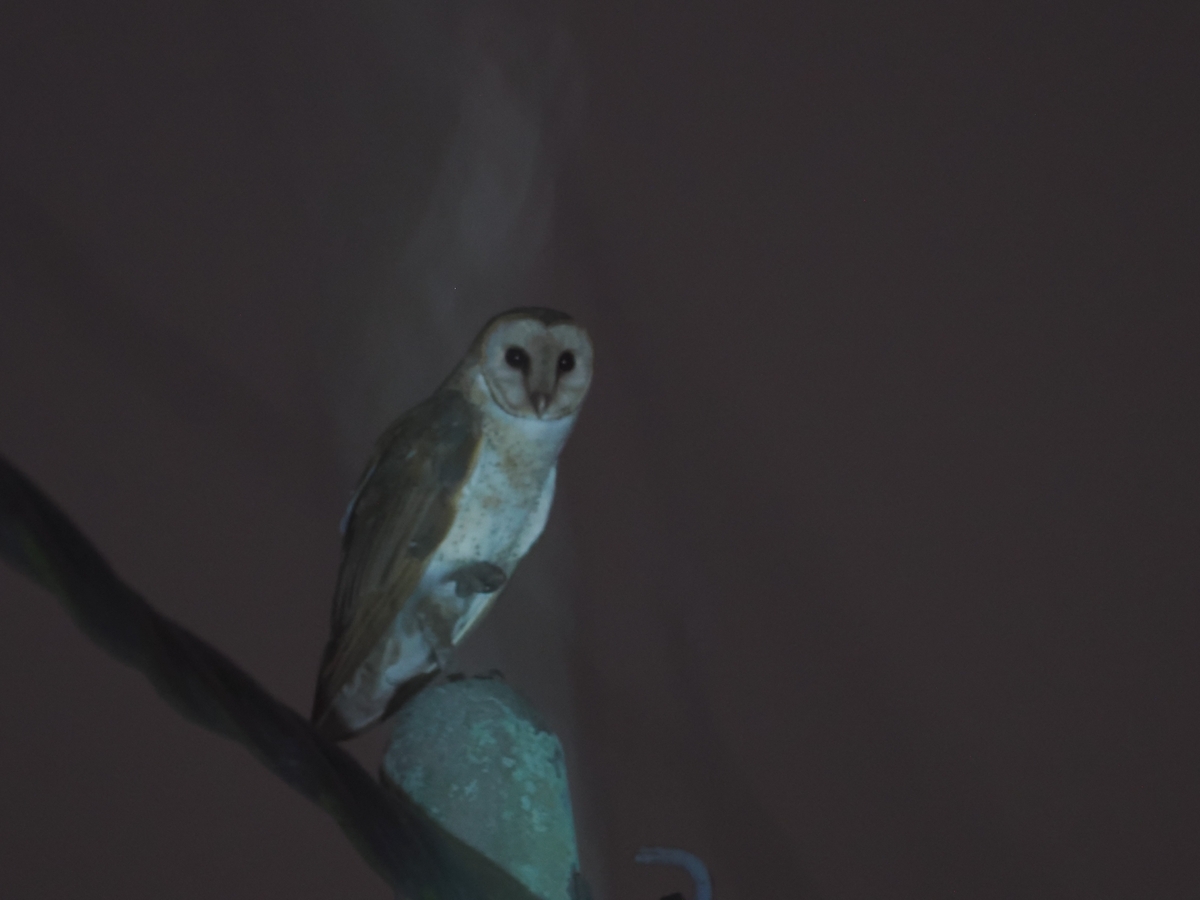 メンフクロウ - 鳥見っけ♪