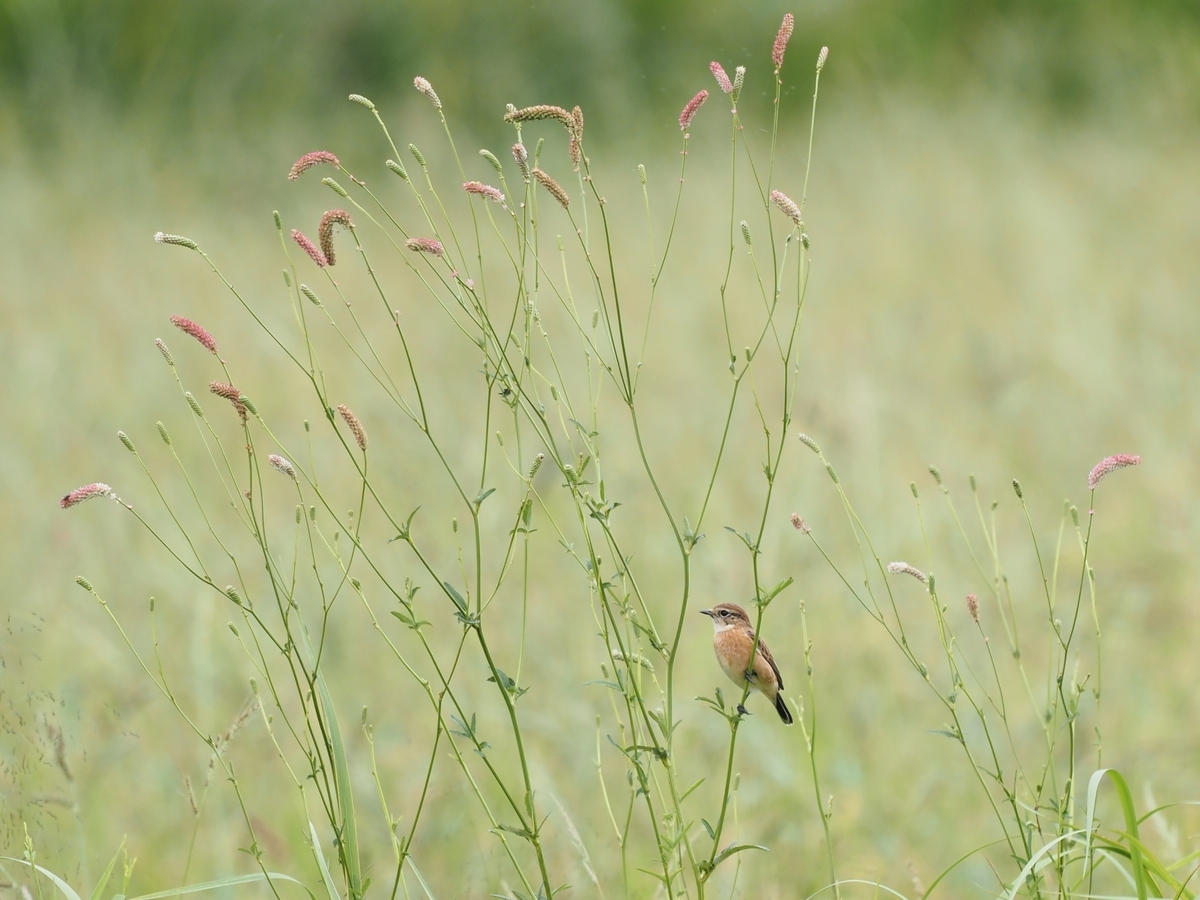 今季も定位置へ - 鳥見っけ♪