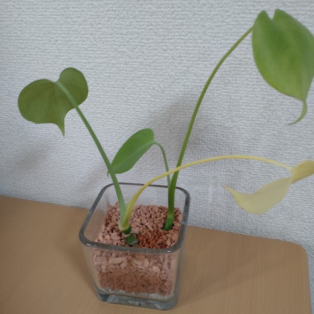 f:id:otenkoten:20230730164703j:image f:id:otenkoten:20230730164703j:image