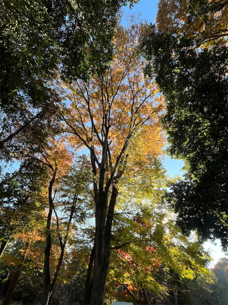 f:id:otituku:20251230202638j:image