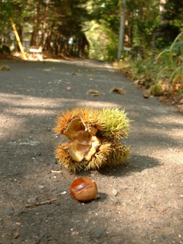 f:id:otobokecat:20090926014654j:image