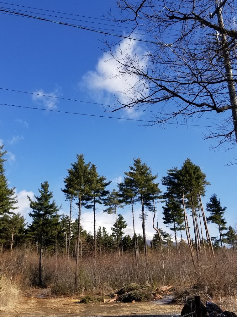 f:id:otobokecat:20190402085358j:plain f:id:otobokecat:20190402085358j:plain