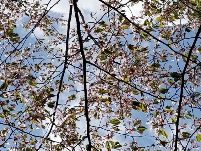 f:id:otobokecat:20190517010822j:image f:id:otobokecat:20190517010822j:image