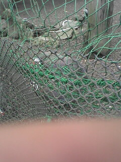 よくわからん生き物