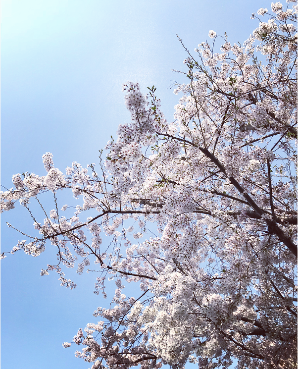 f:id:otohana:20180329180634p:plain