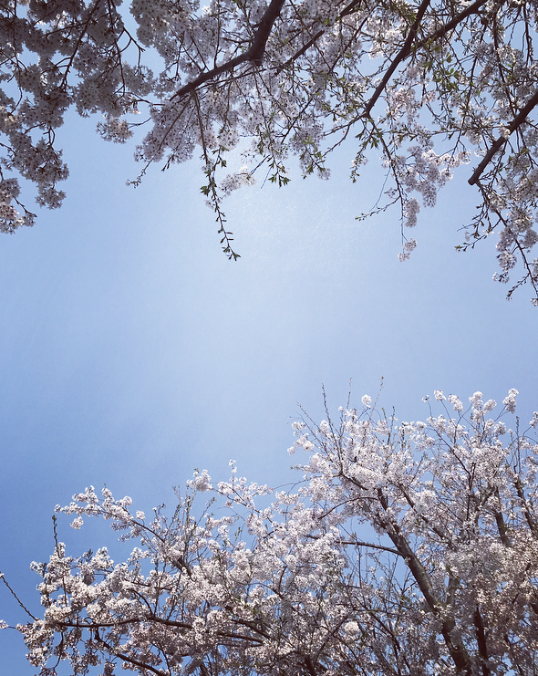 f:id:otohana:20180329180735p:plain