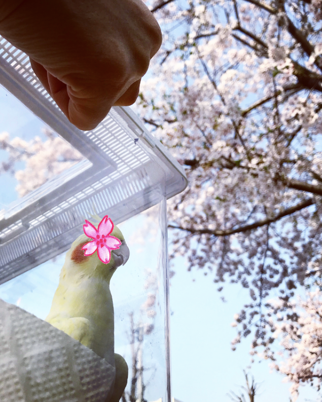 f:id:otohana:20180329180900p:plain