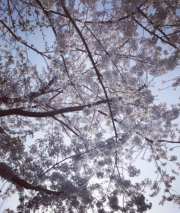 f:id:otohana:20180329181015p:plain