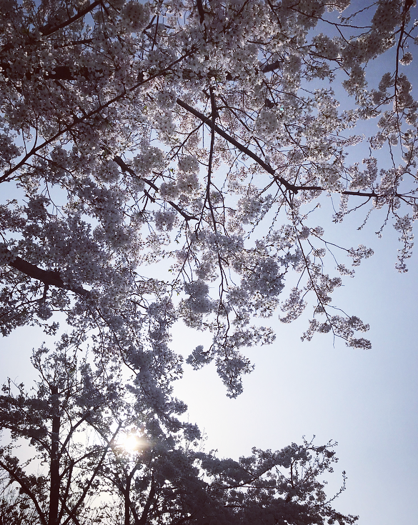 f:id:otohana:20180329181051p:plain