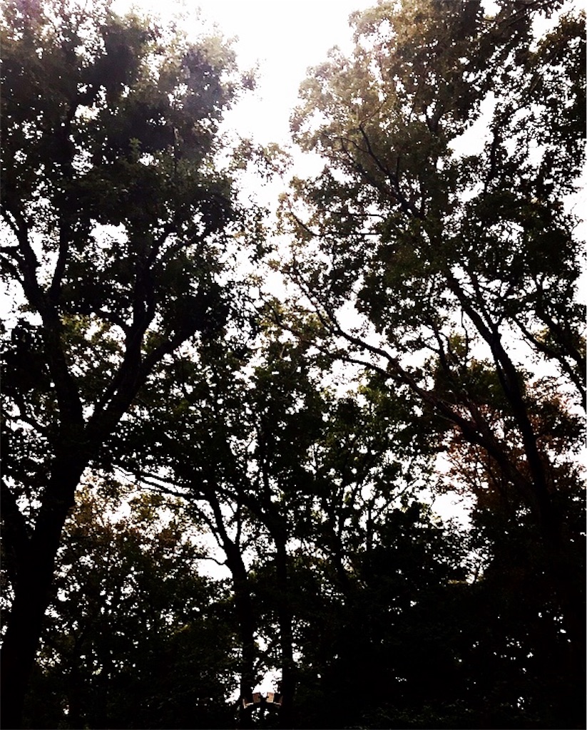 f:id:otohana:20181018214226j:image