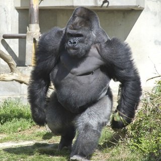 シャドウバース スペルブースト プロテイン 暴力と肉体言語で語るテンポウィッチデッキ紹介 スティーブンのゲームとかいろいろブログ シャドウバース スペルブースト プロテイン 暴力と肉体言語で語るテンポウィッチデッキ紹介 スティーブンのゲームとかいろいろブログ