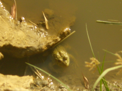 f:id:otokomaeno:20111208165535j:image