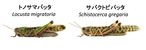 f:id:otokomaeno:20120301183334j:image f:id:otokomaeno:20120301183334j:image