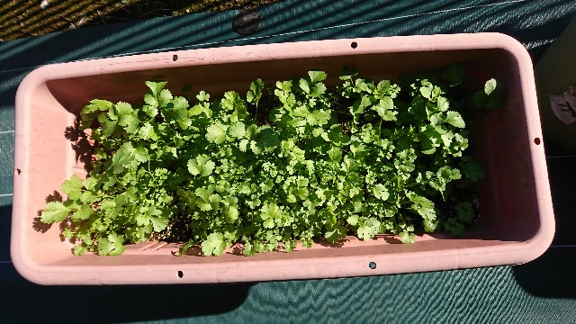 猫よけになるか ちょっと興味があってパクチーを植えてみた 無理を可能に 調べまくってお得に旅行や日常を楽しもう
