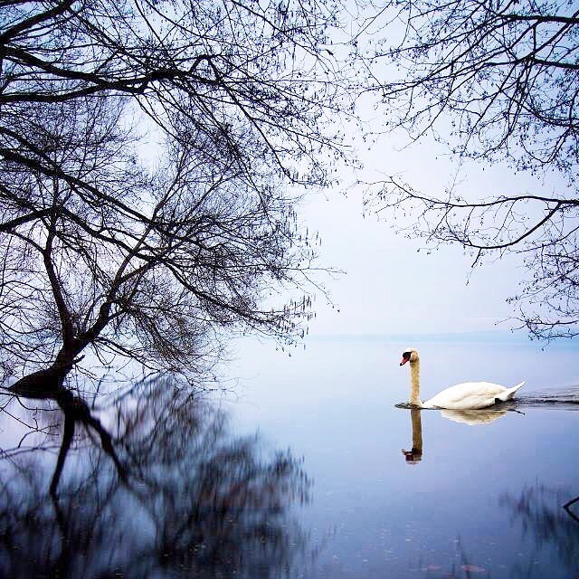 f:id:otome_classic:20180115214721j:plain f:id:otome_classic:20180115214721j:plain