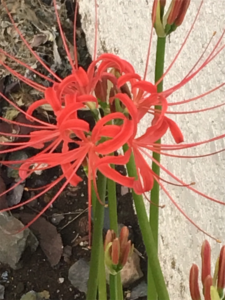f:id:otomean:20190925162426j:image f:id:otomean:20190925162426j:image