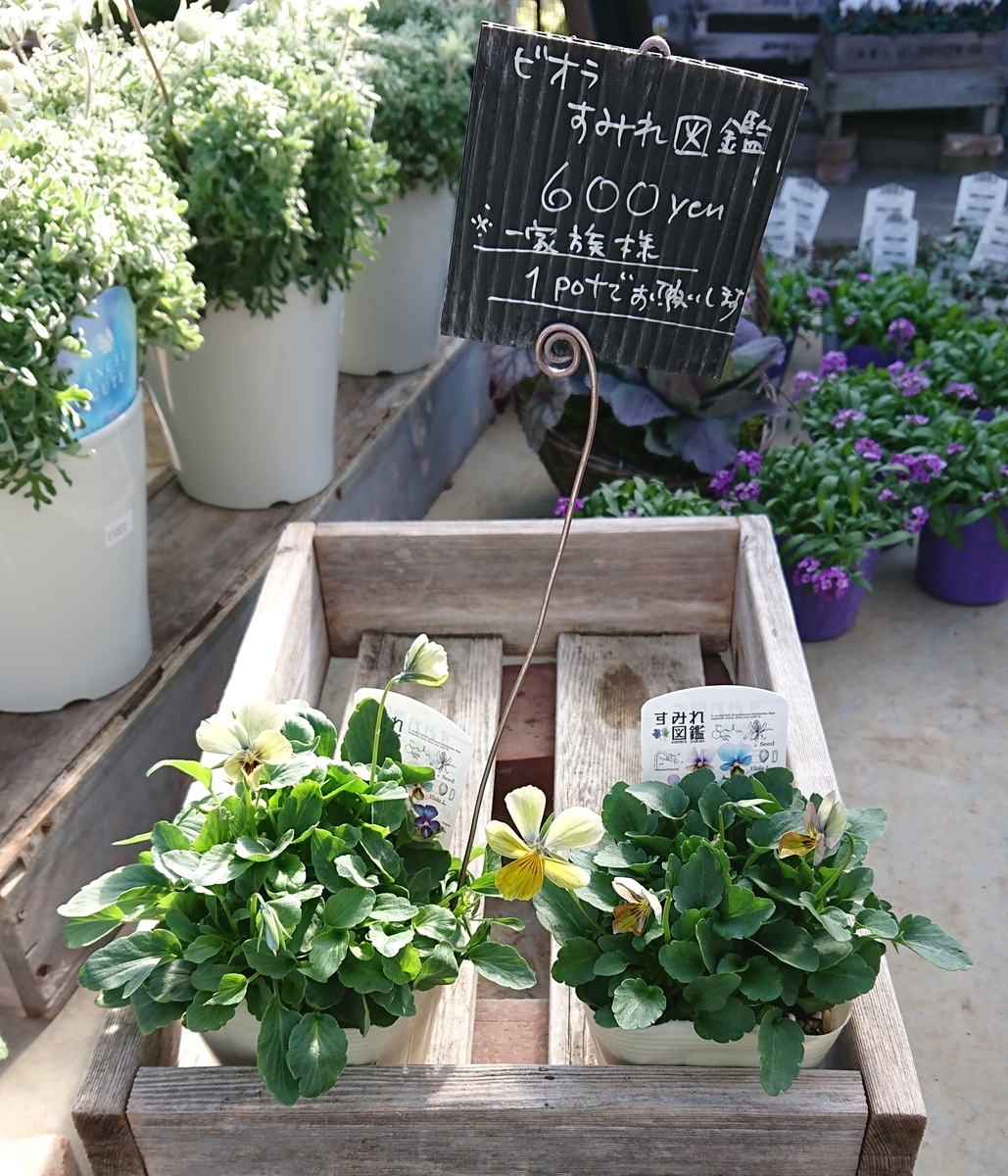 レアなすみれ花図鑑に出会えました。 - 乙女猫日記