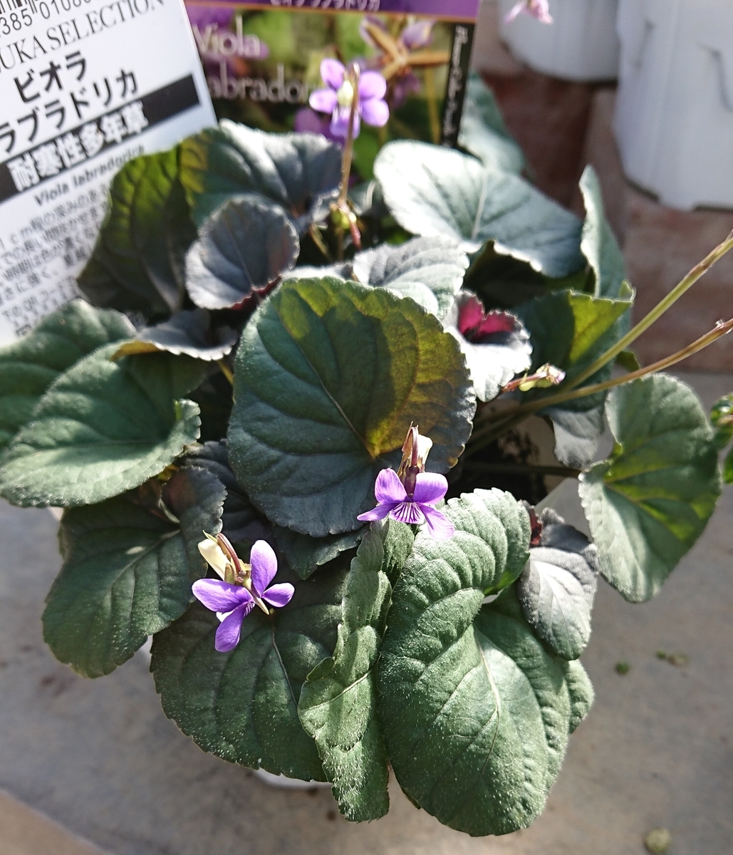 レアなすみれ花図鑑に出会えました。 - 乙女猫日記