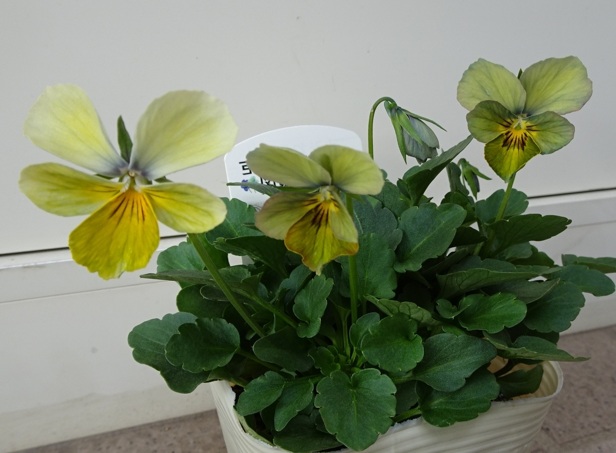 レアなすみれ花図鑑に出会えました。 - 乙女猫日記