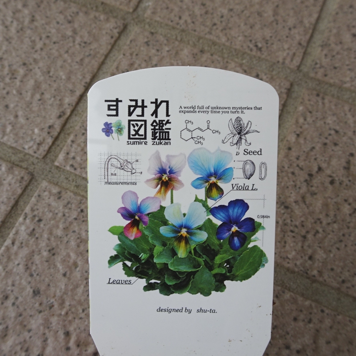 スミレ図鑑の苗 多色花タグ付き レアなすみれ花図鑑に出会えました。 - 乙女猫日記