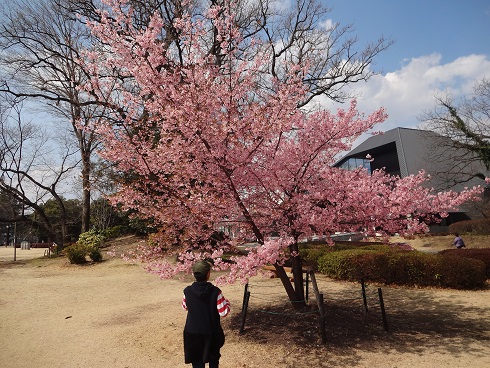 f:id:otominarukami:20190316221610j:plain