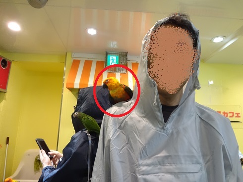 f:id:otominarukami:20190718153409j:plain
