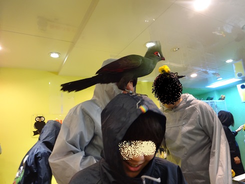 f:id:otominarukami:20190718164409j:plain