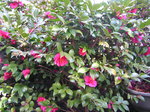 20070212camellia1.JPG