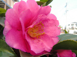20070212camellia2.JPG