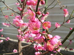 20070212ume2.JPG