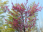 20070212ume3.JPG