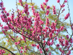 20070212ume4.JPG
