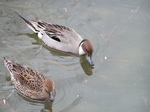 20070214NagoyaCastle03.JPG