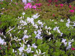 20070408Azalea.JPG
