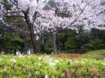20070408CherryAndAzalea.JPG