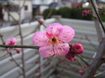 PICT2077.JPG