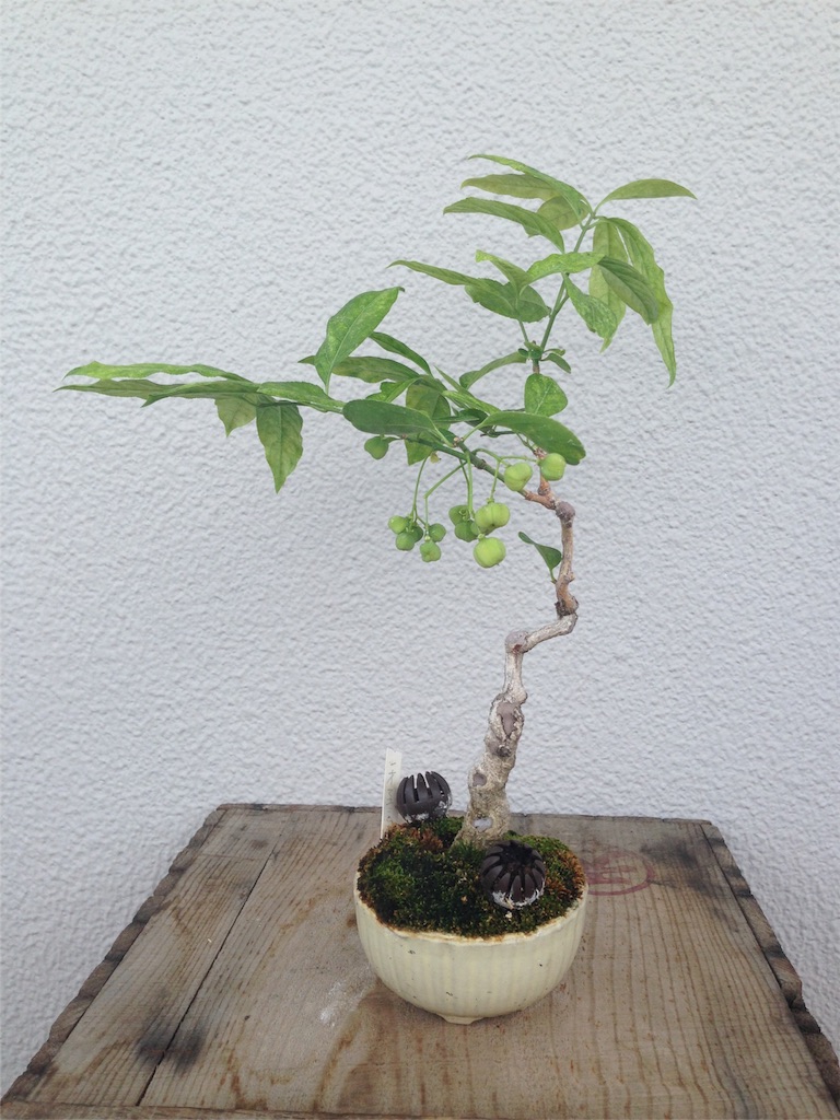 f:id:otomo408:20160828113620j:image f:id:otomo408:20160828113620j:image